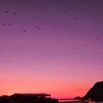 Komodo islands travel guide - bat island