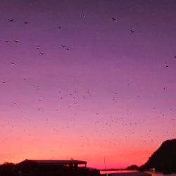 Komodo islands travel guide - bat island